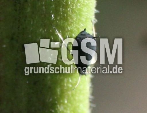 Blattlaus-1.jpg